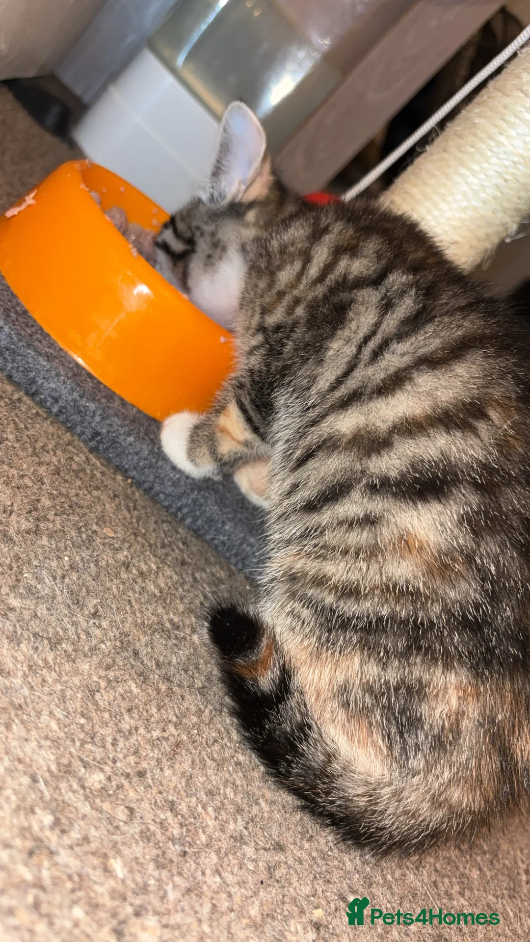 Mixed Breed cats for sale: 2 gorgeous calico female kittens for sale  - Advert 11