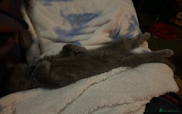Maine Coon cats for sale: Beautiful GCCF reg Mainecoon kittens available  - Image 14