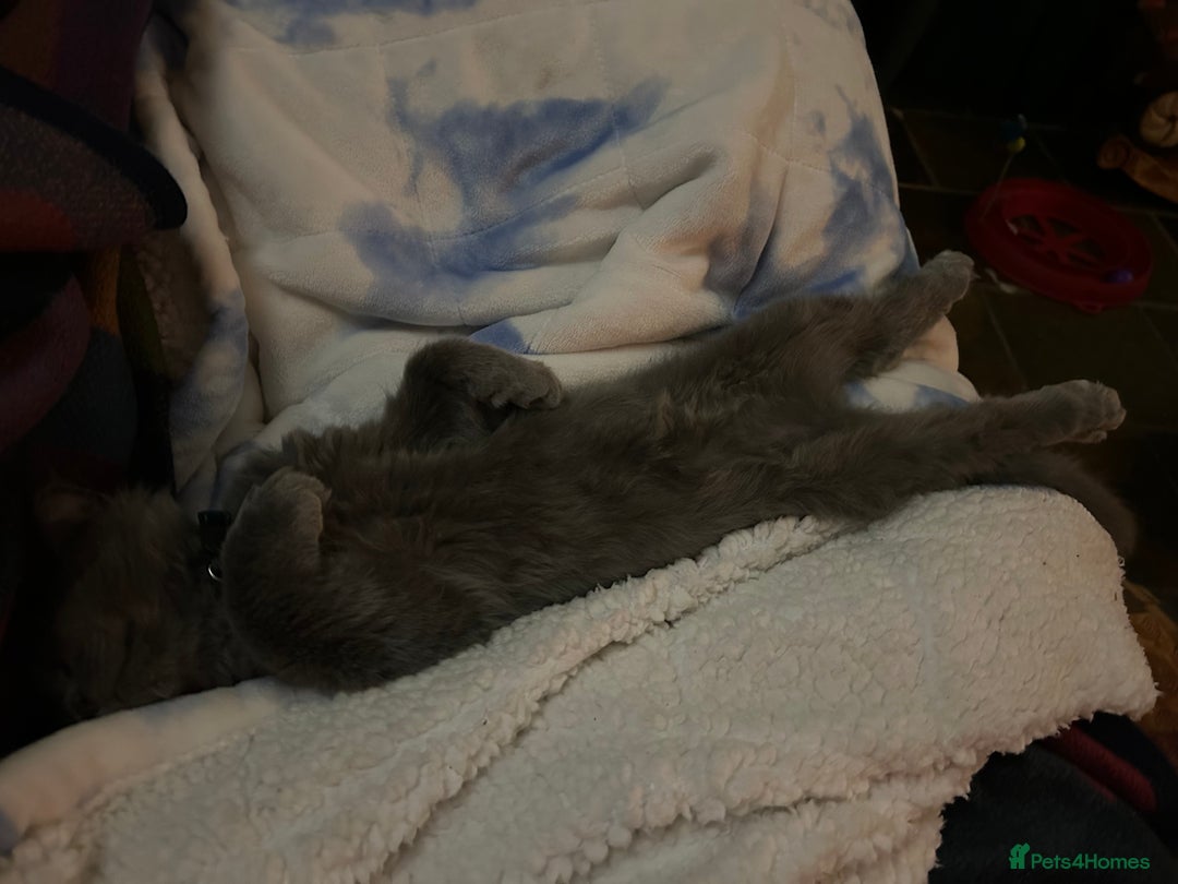 Maine Coon cats for sale: Beautiful GCCF reg Mainecoon kittens available  - Image 14