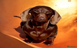 Miniature Dachshund dogs for stud: Champion line show Quality Kc 👌🏻 Small boy 🐶 in Accrington - Image 3