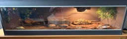 Tortoise reptiles for sale: Leopard Tortoise  - Advert 7
