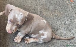Dachshund dogs for sale: Beautiful kc isabella dapple dachshunds - Image 22