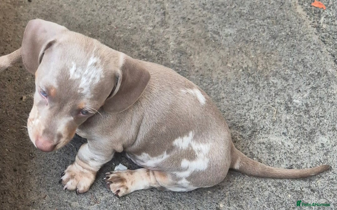Dachshund dogs for sale: Beautiful kc isabella dapple dachshunds - Image 22