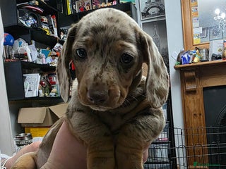 Miniature Dachshund dogs - Advert 18