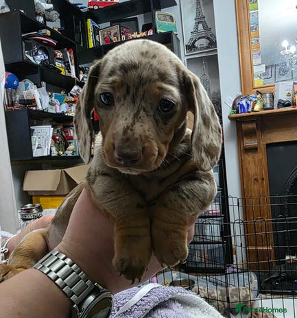 Miniature Dachshund dogs - Advert 6