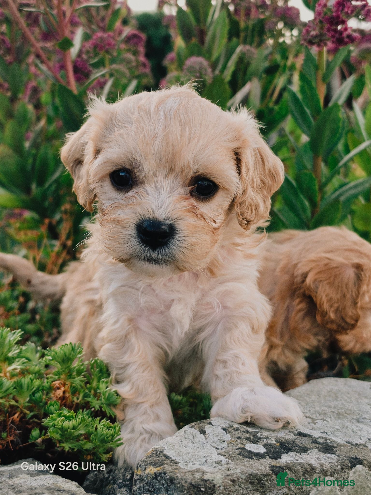 Cavachon dogs 10 STUNNING CAVACHONS😍🐾💙💖 - Advert 1