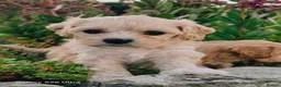 Cavachon dogs for sale: 10 STUNNING CAVACHONS😍🐾💙💖 - Advert 1