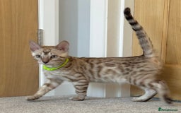 Bengal cats for sale: 💚Marvellous Mink💚 Male Bengal TICA Reg - Image 8