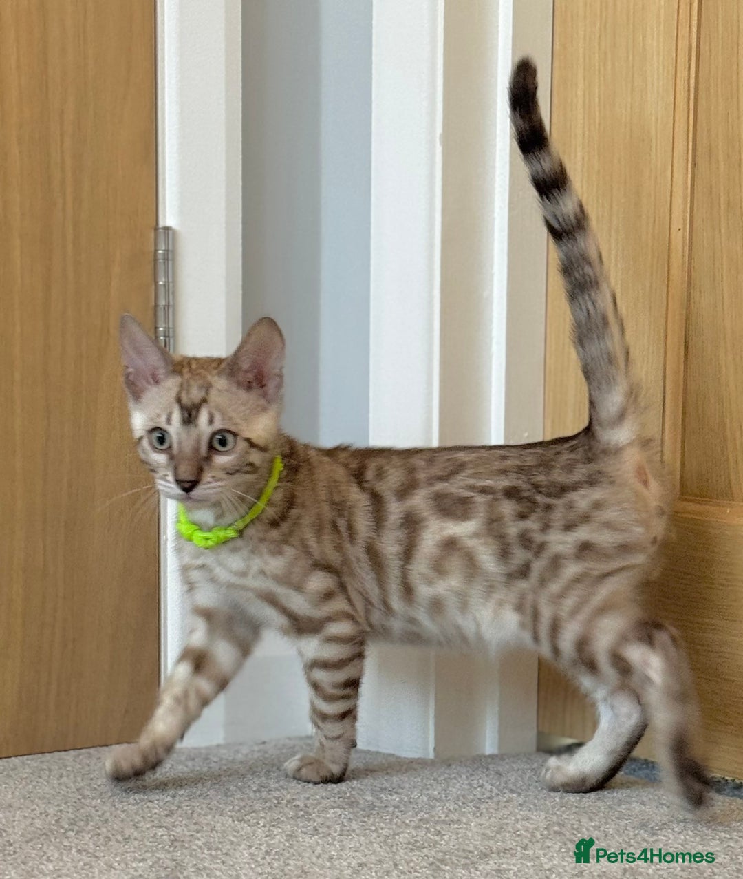 Bengal cats for sale: 💚Marvellous Mink💚 Male Bengal TICA Reg - Image 8