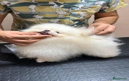 Pomeranian dogs for sale: Pomeranian girl - Image 7