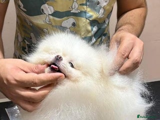 Pomeranian dogs Pomeranian girl - Advert 7