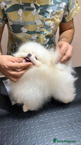 Pomeranian dogs - Advert 1