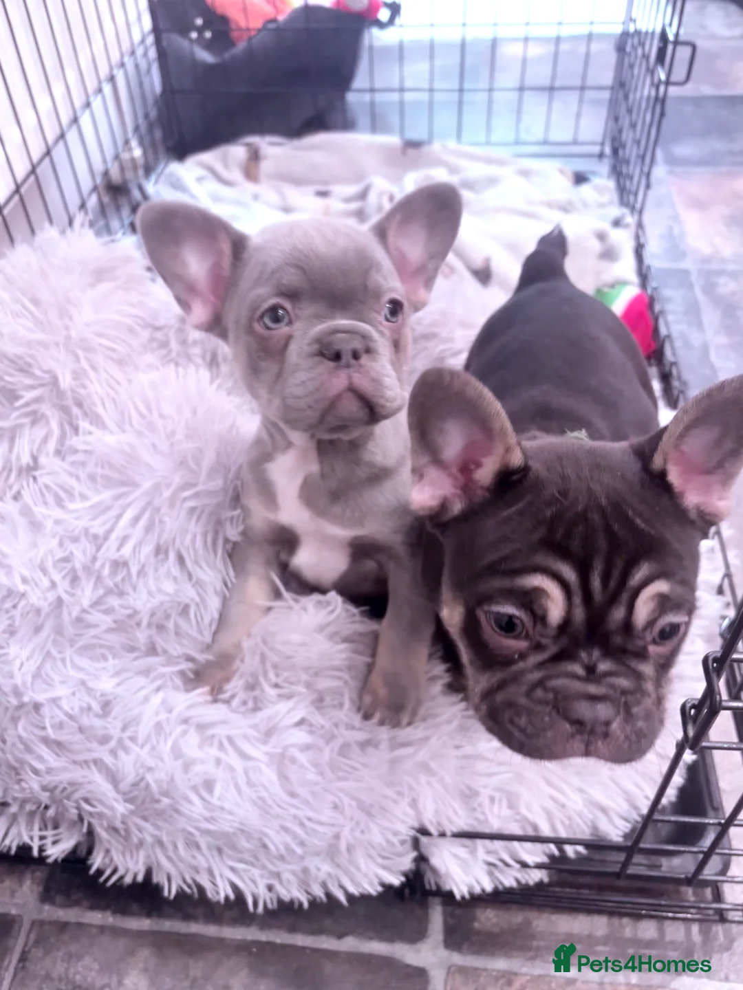 French Bulldog dogs for sale: Beautiful Chunky Chocolate Tan Boy and Lilac Bitch - Advert 2