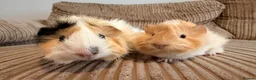 Guinea Pig rodents for sale: Female Abyssinian Guinea pig and her sow offspring - Advert 3