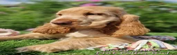 Cocker Spaniel dogs for sale: Pedigree Golden Cocker Spaniel pups - Advert 10