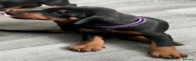 Dobermann Puppy 6 purple 