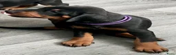 Dobermann dogs for sale: European Doberman puppies 3 available!! - Advert 29