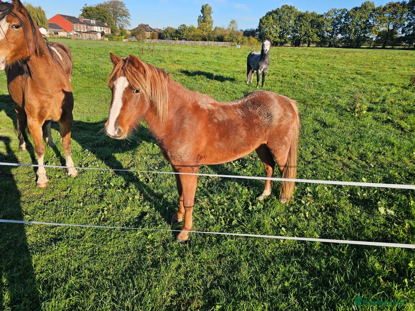 Welsh Section A horses Female Welsh section a pony - Advert 9