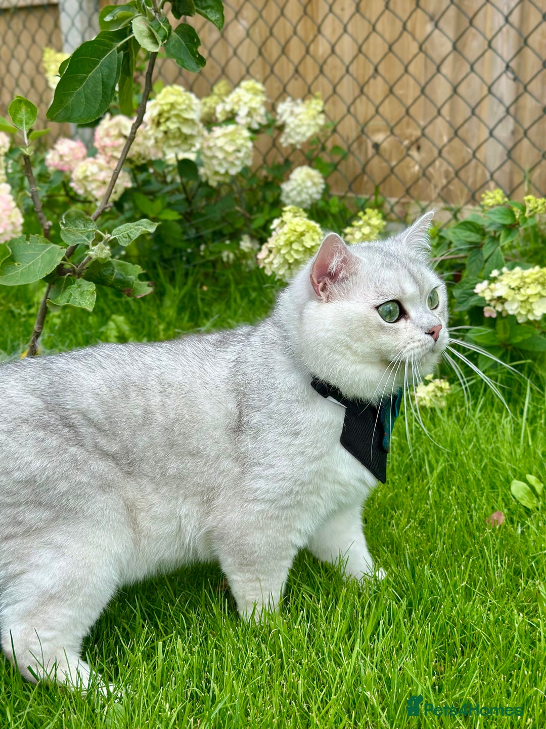 British Shorthair cats for stud: GCCF BSH (NS12) for stud  in Ipswich - Advert 3