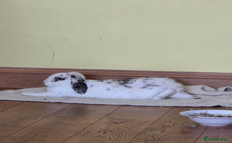 Mini Lop rabbits - Advert 14