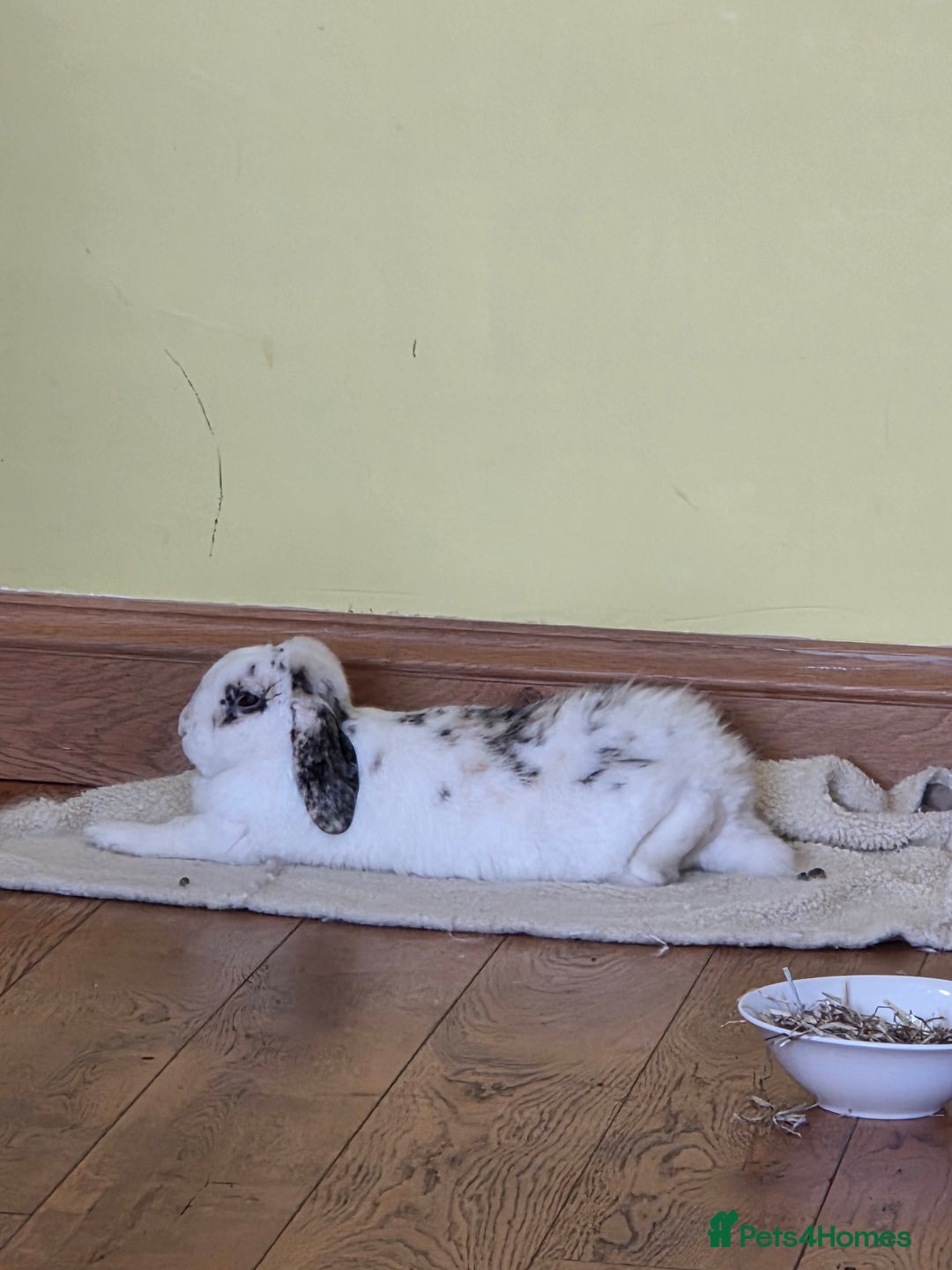 Mini Lop rabbits for sale: Male Rabbit in need of forever home.  - Image 1