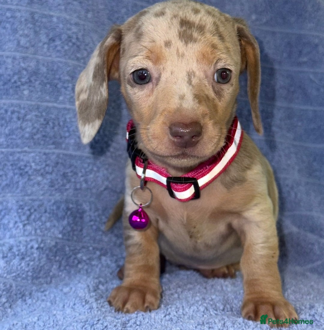 Miniature Dachshund dogs for sale: KC Reg Miniature Dachshund Puppies  - Advert 26