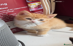 Mixed Breed cats for sale: Gorgeous Ragdoll Mix Kittens Ready for Loving Home - Image 4