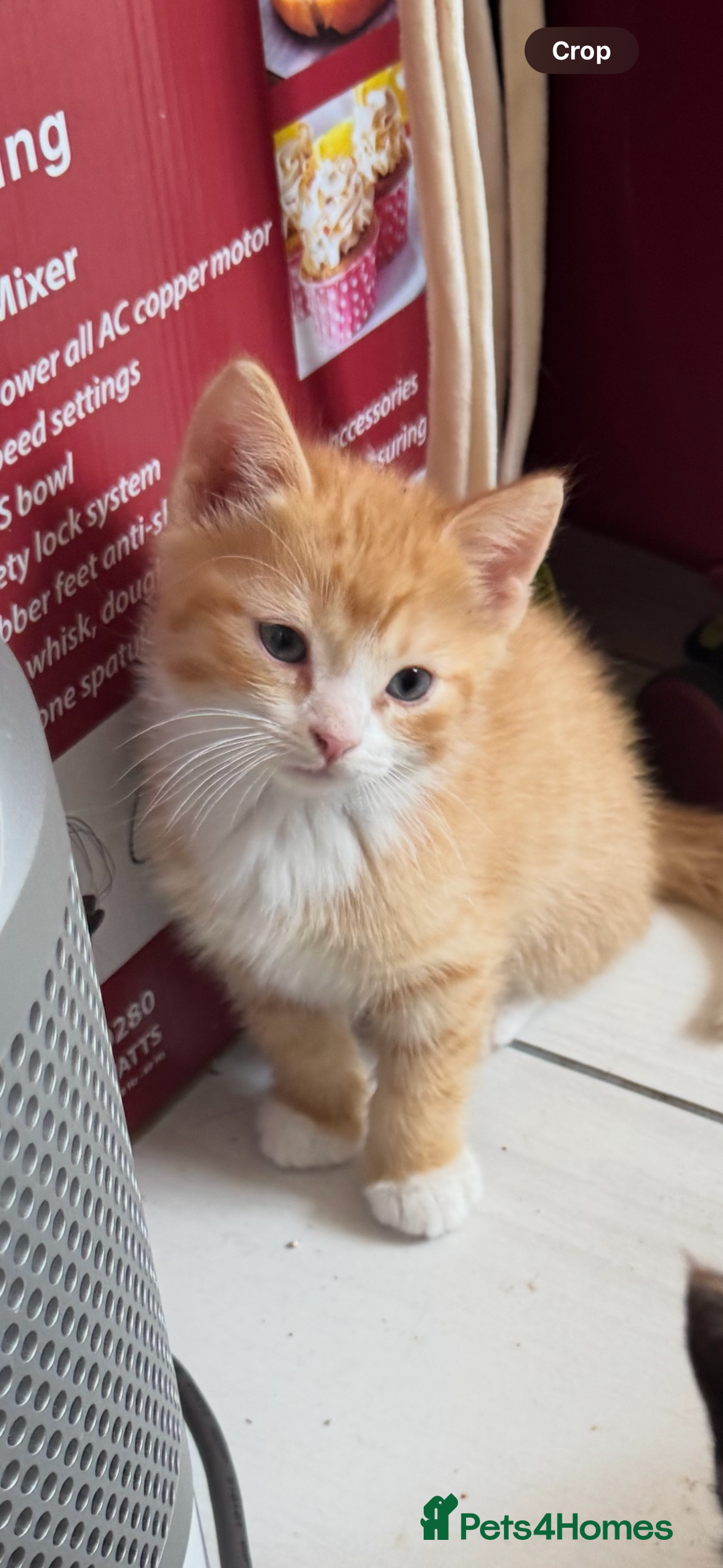 Mixed Breed cats for sale: Gorgeous Ragdoll Mix Kittens Ready for Loving Home - Image 4