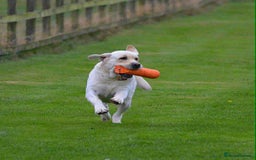 Labrador Retriever dogs for stud: Top Class Show Labrador For Stud - Image 4