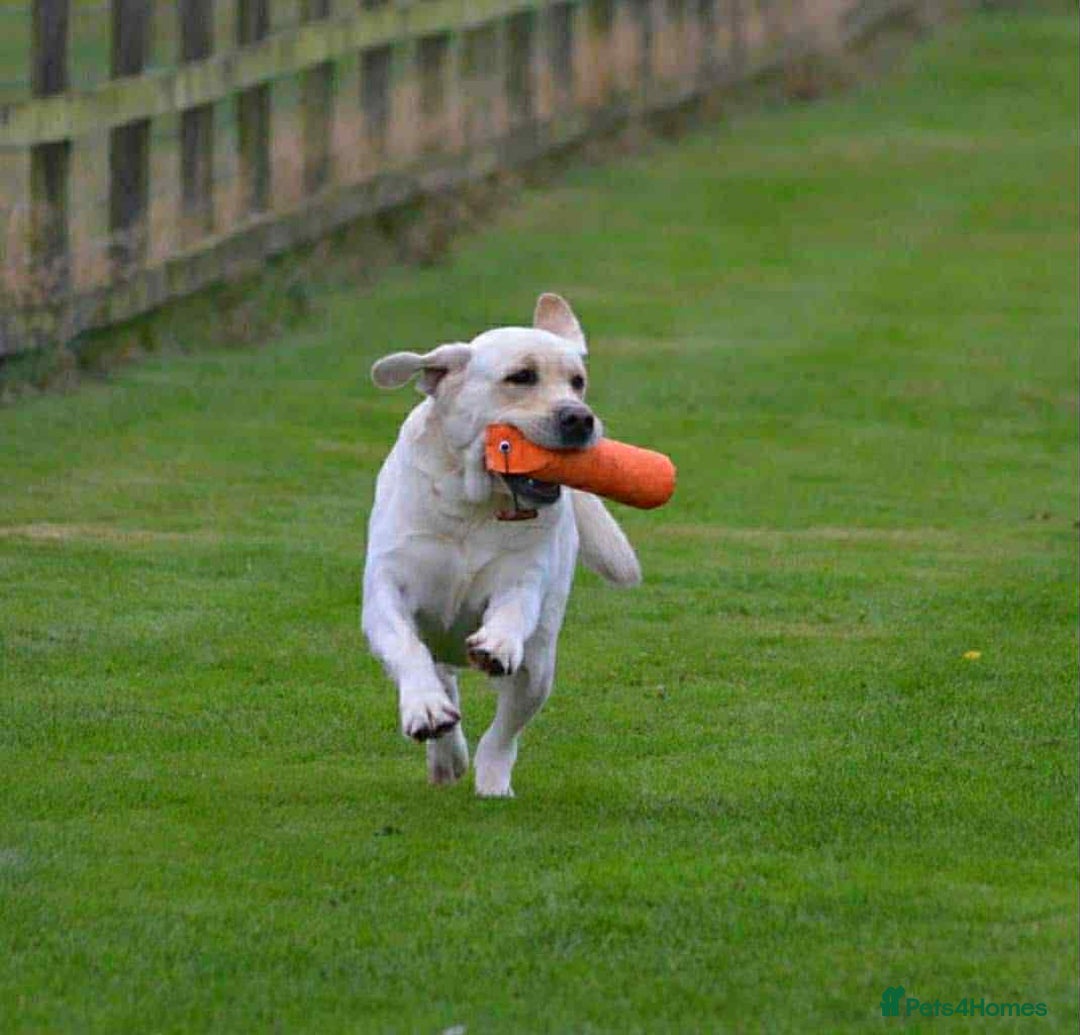 Labrador Retriever dogs for stud: Top Class Show Labrador For Stud - Image 4