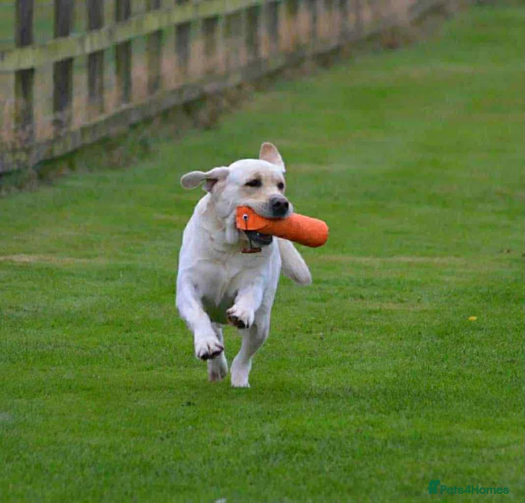 Labrador Retriever dogs for stud: Top Class Show Labrador For Stud - Advert 4