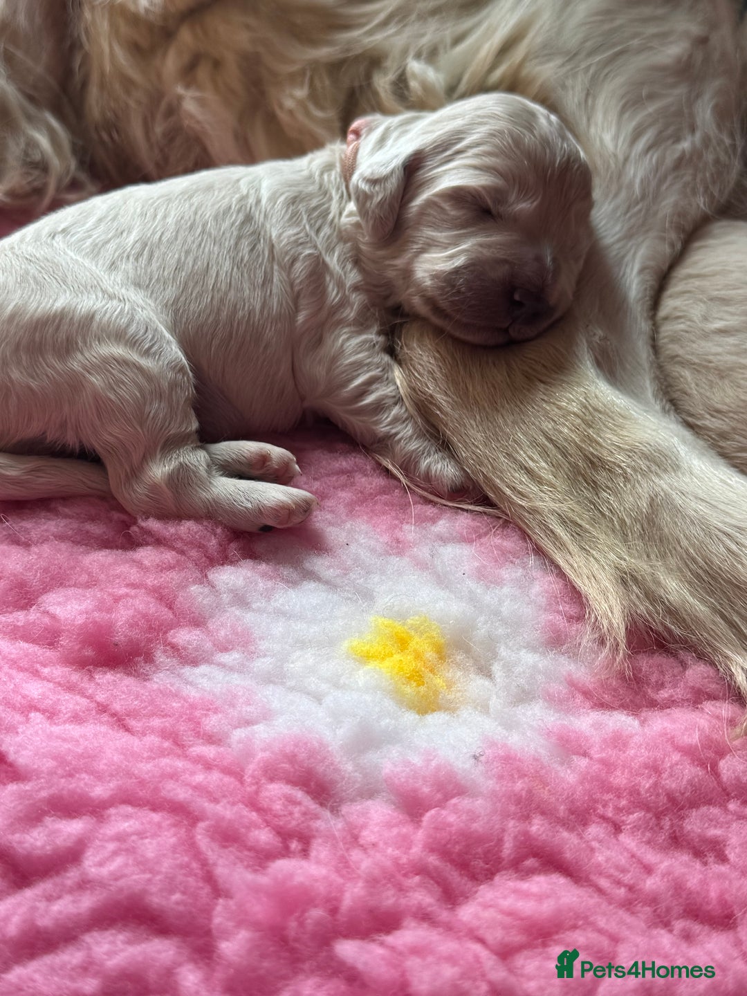 Mini Goldendoodle dogs for sale: Stunning F1 Mini Goldendoodles  - Image 3