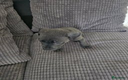 Staffordshire Bull Terrier dogs for sale: Staffordshire bull terrier puppy's  - Image 15