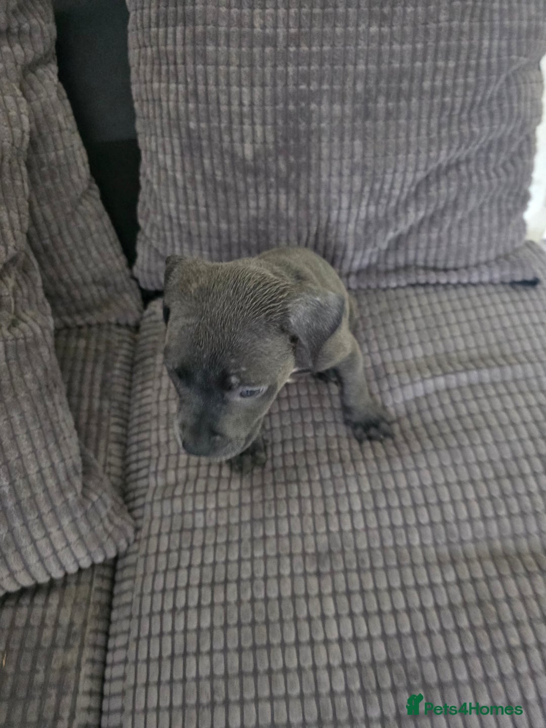 Staffordshire Bull Terrier dogs for sale: Staffordshire bull terrier puppy's  - Image 15