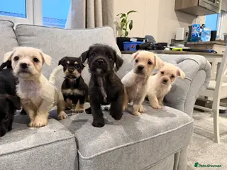 Mixed Breed dogs Rare Frenchie-Poochon Pups - Advert 2