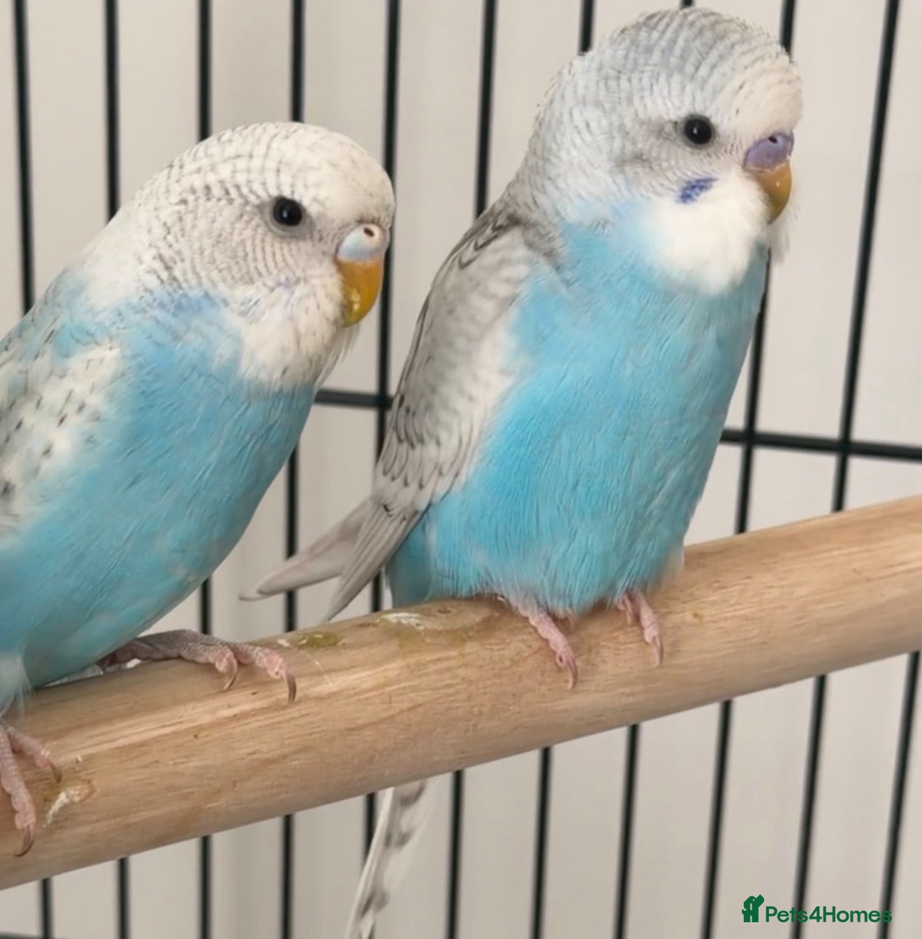 Lovebirds birds Male and female love birds + cage - Advert 4