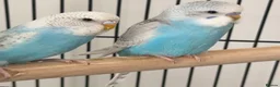 Lovebirds birds for sale: Male and female love birds + cage in Tipton - Advert 1
