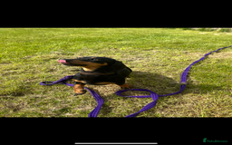 Dachshund dogs for sale: Kiwi Black and Tan dachshund  - Image 3
