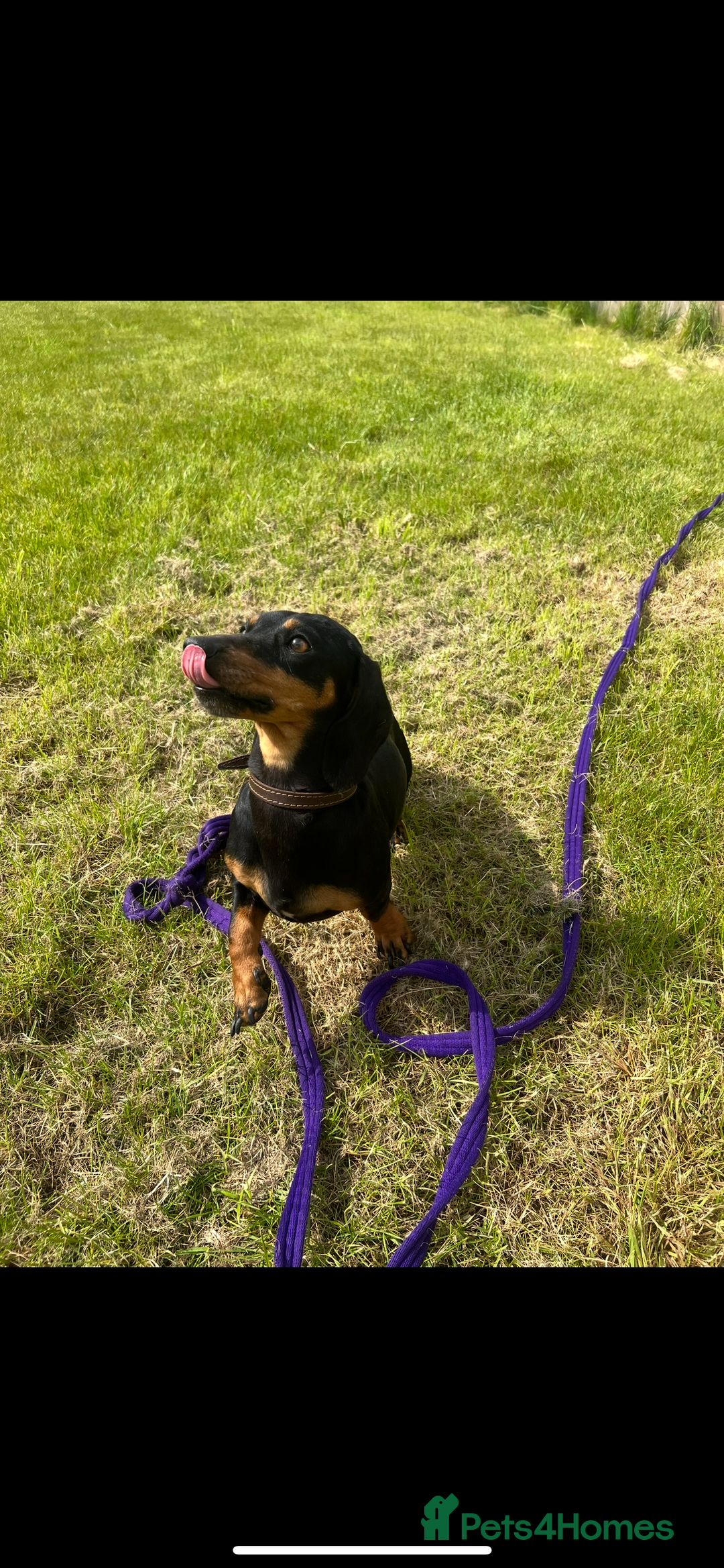 Dachshund dogs for sale: Kiwi Black and Tan dachshund  - Image 3