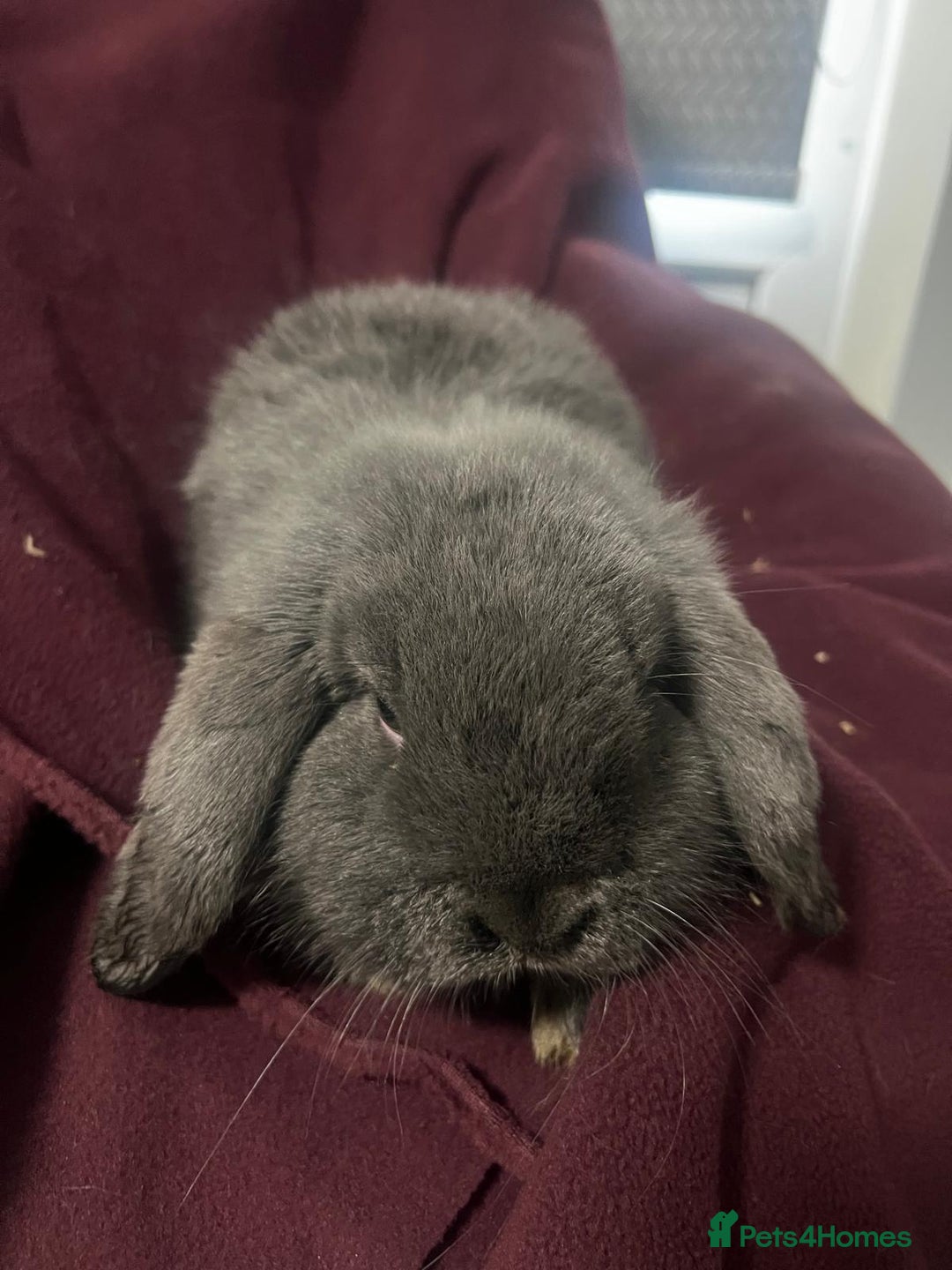 Mini Lion Lop rabbits for sale: Mini lop - Advert 9