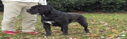 Cane Corso dogs for stud: Thor health tested proven Cane Corso for stud !!! in Cleethorpes - Advert 19