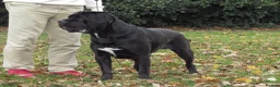 Cane Corso dogs for stud: Thor health tested proven Cane Corso for stud !!! in Cleethorpes - Advert 19