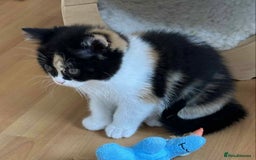 British Shorthair cats for sale: British Shorthair and Longhair kittens - Image 8