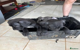Cane Corso dogs for sale: Cane corso pups  - Image 8