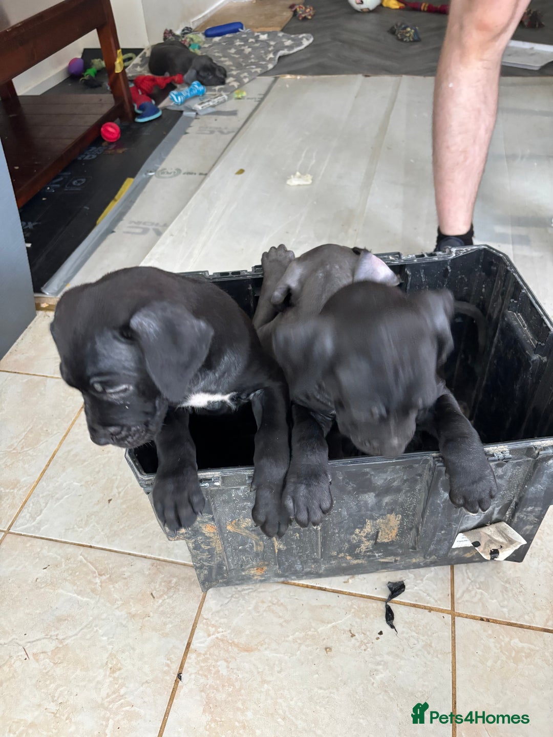 Cane Corso dogs for sale: Cane corso pups  - Image 8