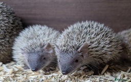 Pygmy Hedgehog rodents for sale: Baby Lesser Tenrecs available  - Image 1