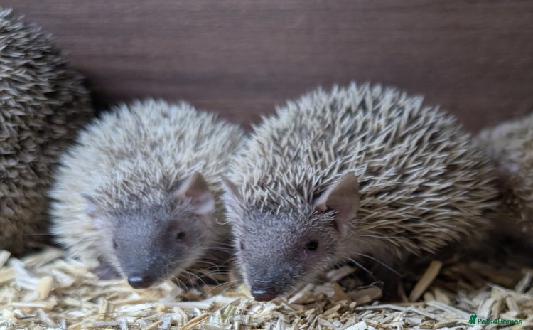 Pygmy Hedgehog rodents - Advert 2