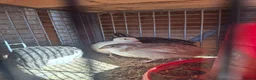 Quail poultry for sale: Coturnix quail and snowflake bobwhite  - Advert 8
