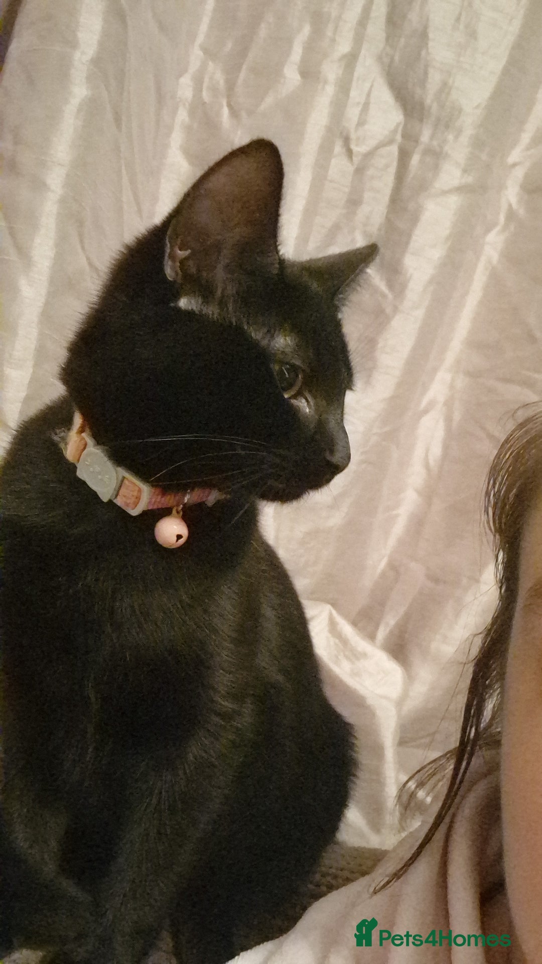 Mixed Breed cats for sale: Female Cats - Advert 1