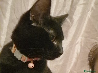 Mixed Breed cats Female Cats - Advert 1